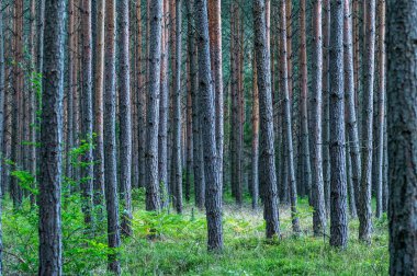 Ormanda büyüyen ağaçların yakın çekimi