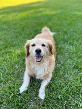 Güpegündüz çimlerin üzerinde oturan sevimli bir Golden Retriever köpeği