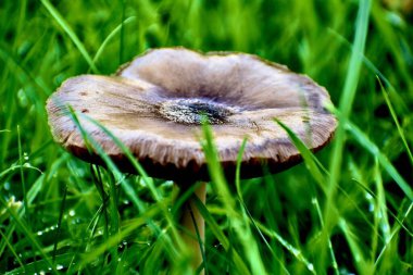 Bahçede büyüyen sihirli bir mantarın yakın plan çekimi.