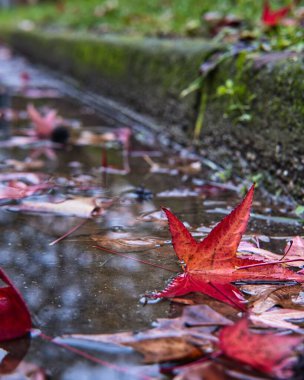 Sonbaharda gün içinde ormanda kırmızı yaprakların dikey görüntüsü