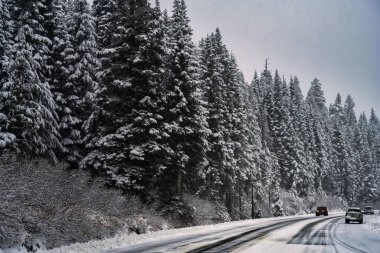 Washington 'daki Snoqualmie Geçidi' nde Evergreen Ormanı 'nın yanında arabalarla kaplı karla kaplı bir yol.