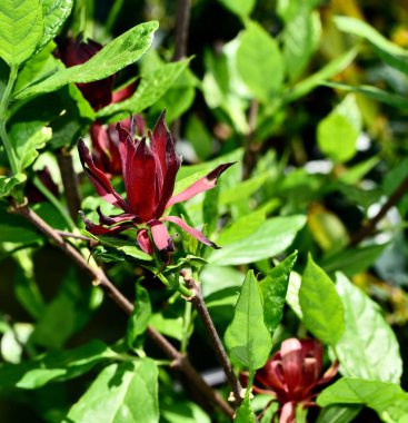 Taze Calycanthus Floridus 'Koca George', Carolina 'nın tüm baharatları, tatlı çalılar