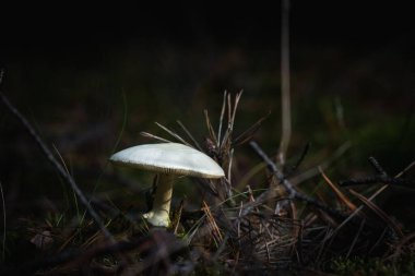 Güneş ışığının altındaki çimlerde bir mantarın yakın çekimi.