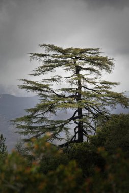 Gün boyunca karanlık ve soğuk bir ormanda bir ağacın dikey görüntüsü.
