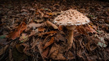 Ormandaki kurumuş yaprakların arasında şemsiye mantarına yakın çekim.
