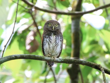 Bir ağaç dalına tünemiş kestane rengi bir baykuş.
