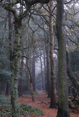 Birmingham, İngiltere 'deki Sutton Park' taki yapraksız ağaçların dikey görüntüsü.