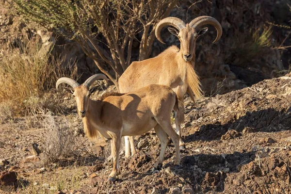 Las Cabras Carnero Crin Del Norte África Ammotragus Lervia Pie —  Fotos de Stock
