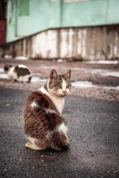 Tiro Vertical Gato Chipre Fofo Felis Catus Sentado Asfalto Olhando — Fotografia de Stock