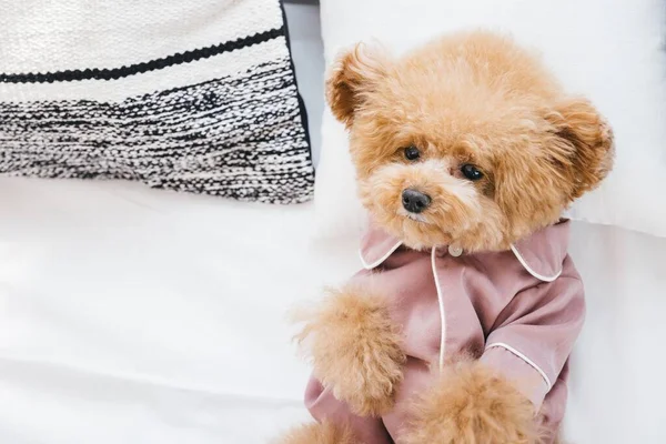 Close Cute Fluffy Toy Poodle Lying Bed Wearing Pink Shirt — Stock Photo, Image