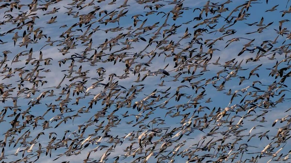 Stor Flock Måsar Och Gäss Som Flyger Iväg Från Havsstrand — Stockfoto