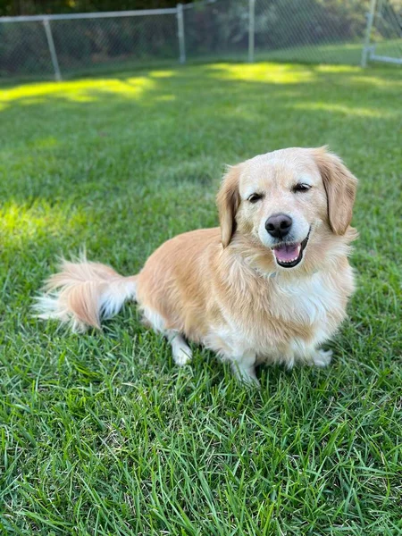 Cute Golden Retriever Dog Sitting Grass Daytime — Stock Photo, Image