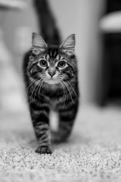 一只猫在房间的地毯上行走时的单色特写 — 图库照片