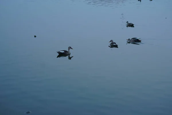 Прекрасный Снимок Нескольких Уток Озере Окруженном Горами Мрачный День — стоковое фото