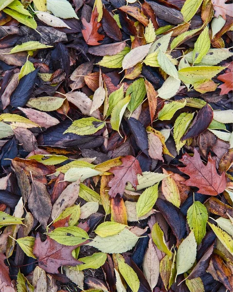 Colorful Autumnal Leaves Background — Stock Photo, Image