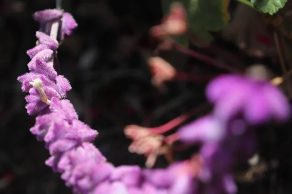 Μια Ρηχή Εστίαση Ενός Μοβ Λουλουδιού Έναν Κήπο — Φωτογραφία Αρχείου