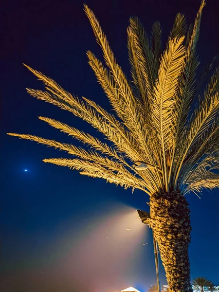 夜の下のヤシの木が青空を照らし垂直ショット — ストック写真