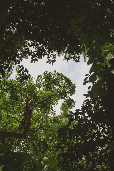 Прекрасный Вид Листья Деревьев Небе — стоковое фото