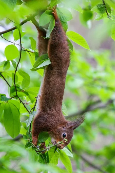 Tiro Close Vertical Esquilo Vermelho Pendurado Nos Ramos Uma Árvore — Fotografia de Stock