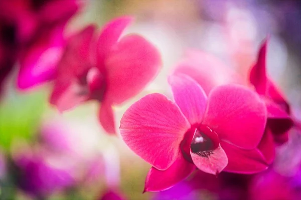 在Kew花园一年一度的兰花节上拍摄的粉红色树枝状兰花特写 — 图库照片