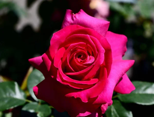 Tiro Close Uma Rosa Brilhante Aberta Aumentou Jardim — Fotografia de Stock