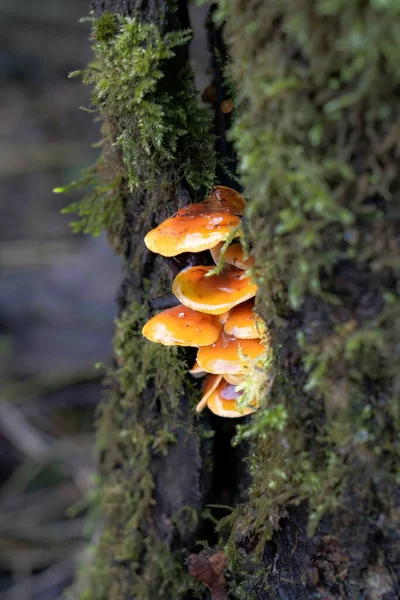 Een Gelaagde Troep Van Velvet Shank Flammulina Velutipes Paddenstoelen Groeiend — Stockfoto