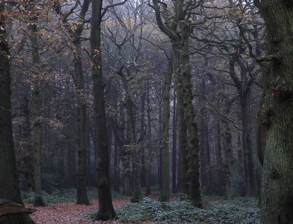 Μια Γραφική Θέα Των Δέντρων Χωρίς Φύλλα Στο Πάρκο Sutton — Φωτογραφία Αρχείου