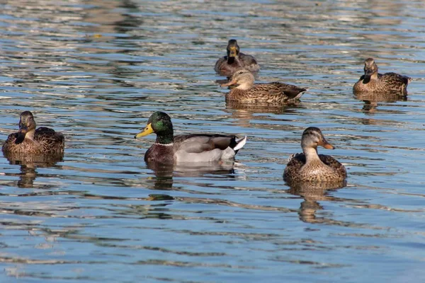 Une Belle Vue Sur Les Canards Nageant Dans Lac — Photo