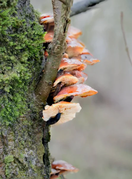 オルダーの木の側に生えているベルベットのシャンク フラムリナのブドウ キノコの層状の部隊 — ストック写真