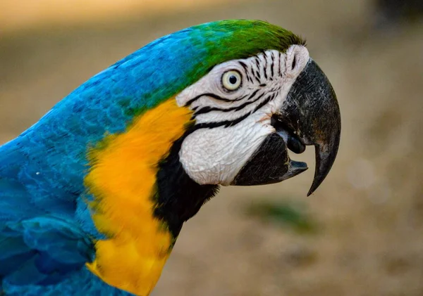 Closeup Shot Blue Yellow Macaw — Stock Photo, Image