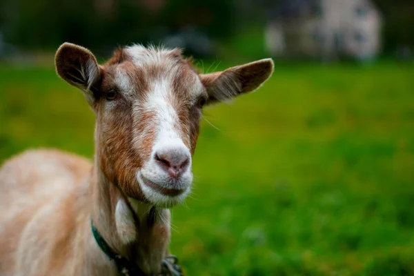 Closeup Adorable Dutch Goat Captured Blurred View Pasture — Stock Photo, Image
