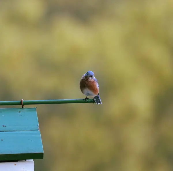 Primo Piano Uccello Azzurro Appollaiato Una Casetta Uccelli — Foto Stock