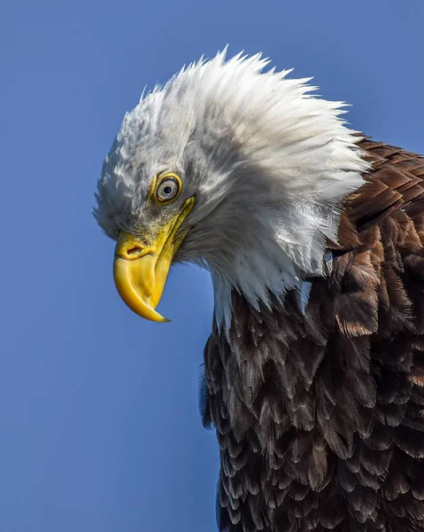 Closeup Shot Bald Eagle Detail Its Head Blue Sky Background — Stock Photo, Image