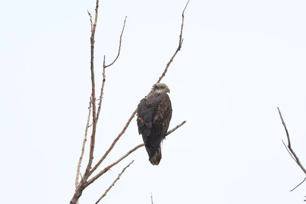 Closeup Bald Eagle Haliaeetus Leucocephalus Perched Branch — Stock Photo, Image
