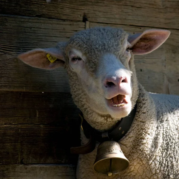 田舎の納屋で見つかった羊のクローズアップショット — ストック写真