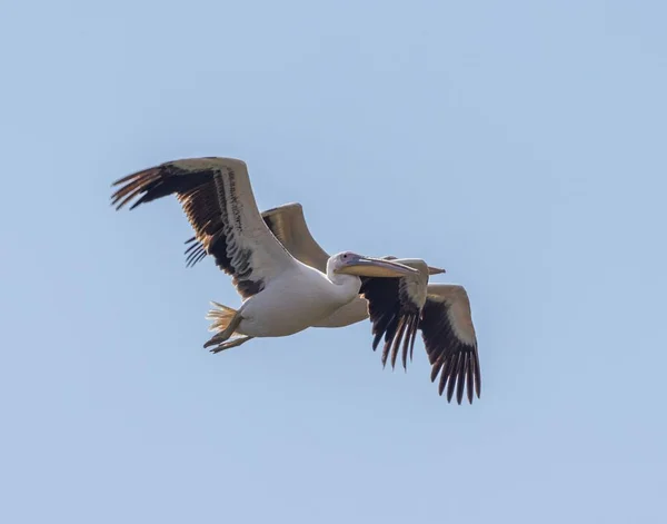 Pelikany Lecące Błękitnym Niebie — Zdjęcie stockowe