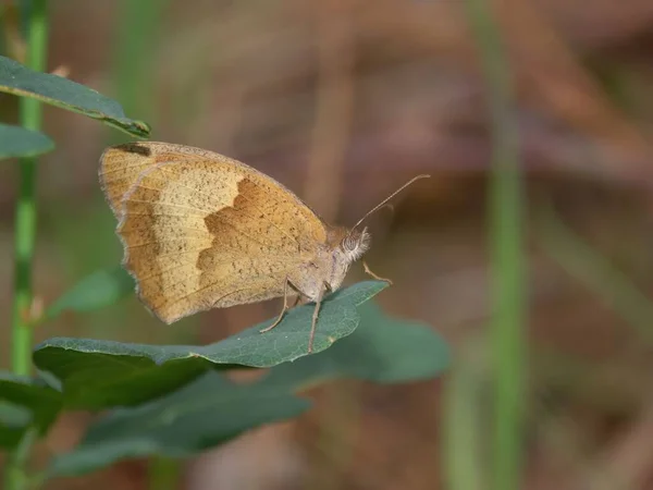 在绿叶上发现的草甸褐色蝴蝶的特写镜头 — 图库照片