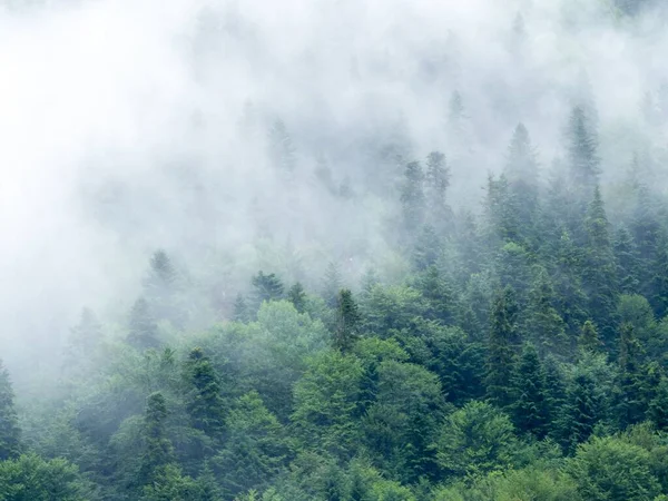 ブルガリアのリラにあるフォギーの森 — ストック写真