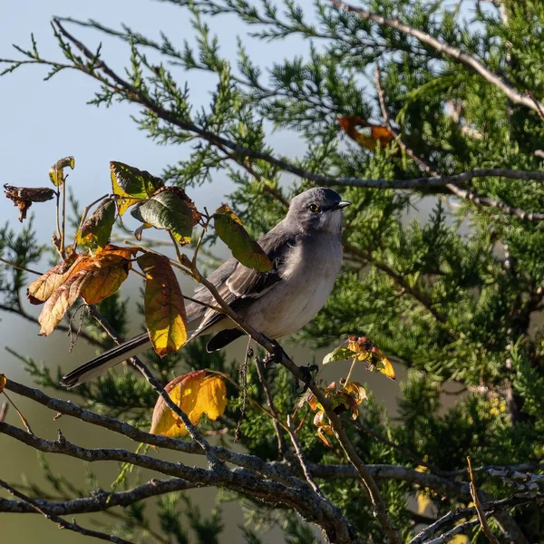 Północny Ptak Siedzący Gałęzi Drzewa Słoneczny Dzień — Zdjęcie stockowe