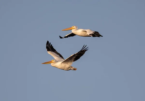 Крупный План Великих Пеликанов Летающих Голубом Небе — стоковое фото