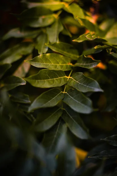 Eine Selektive Fokusaufnahme Der Grünen Baumblätter Einem Sonnigen Tag Mit — Stockfoto