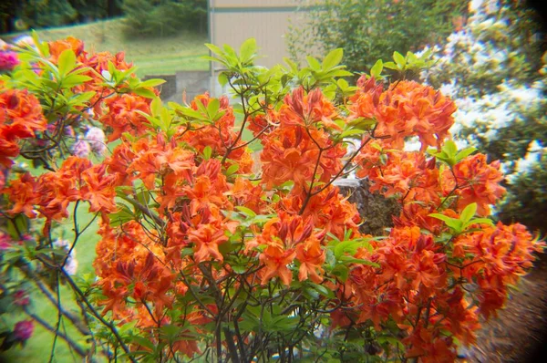 Крупный План Оранжевого Рододендрона Президент Рузвельт Цветы Зелеными Листьями Саду — стоковое фото