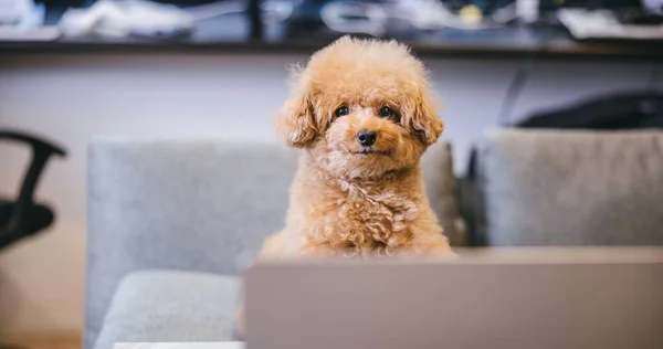 stock image A cute fluffy toy poodle sitting on a gray sofa