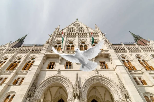 Parlamento Budapeşte Nin Önünde Uçan Güvercin — Stok fotoğraf
