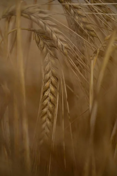 Bulanık Bir Arkaplanda Gündüz Vakti Tarladaki Buğday Artışının Dikey Yakın — Stok fotoğraf