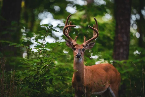Vue Beau Cerf Regardant Caméra Dans Une Forêt Avec Des — Photo