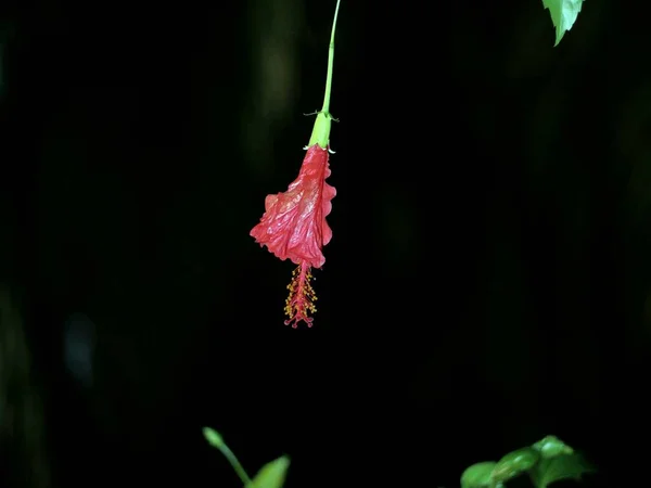 Ένα Κοντινό Πλάνο Από Ένα Κόκκινο Άνθος Τριαντάφυλλου Amaryllis Νύχτα — Φωτογραφία Αρχείου