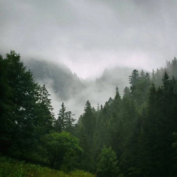 在寒冷多雾的天气里 森林里有许多树 背后有一座山 — 图库照片