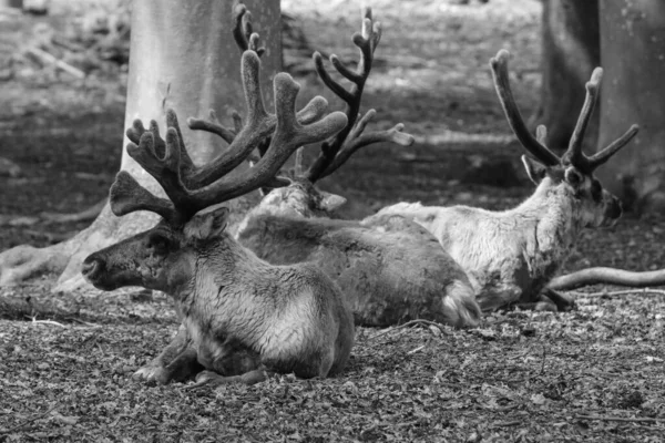 Strzał Skali Szarości Pięknych Borealnych Leśnych Caribou Zwierząt Odpoczywających Lesie — Zdjęcie stockowe