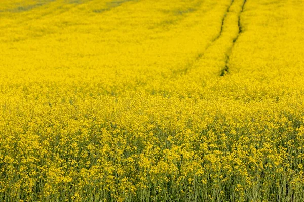 Scottish Field Rapeseed Full Bloom — Stock Photo, Image